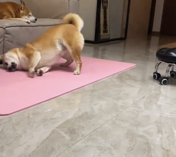 柴犬模仿主人练瑜伽被抓包，它以为主人不在家