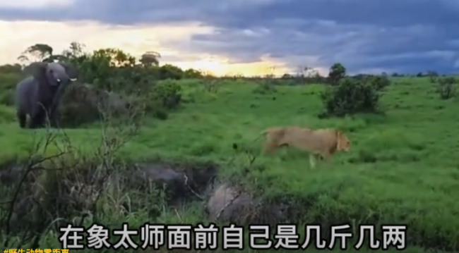 非洲象驱逐大群狮子看呆游客，横行千日必有一失，狮子如何将其反杀