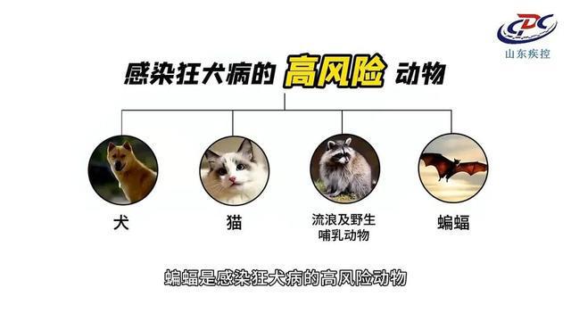 手臂肌腱被咬断！近期激增，半个月接诊近200例……