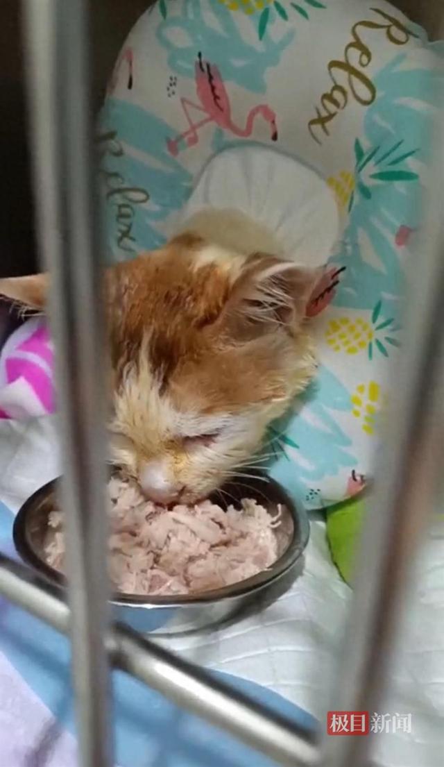 不幸消息传来！重庆掉进火锅的猫咪不治身亡