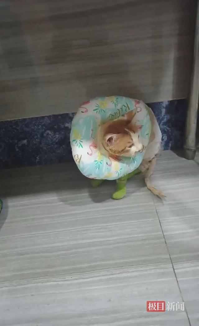 不幸消息传来！重庆掉进火锅的猫咪不治身亡