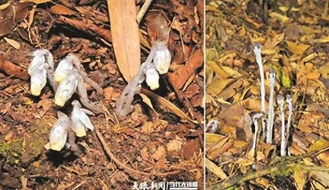 贵州发现罕见幽灵之花:一生潜伏地下仅开花时钻出腐殖层