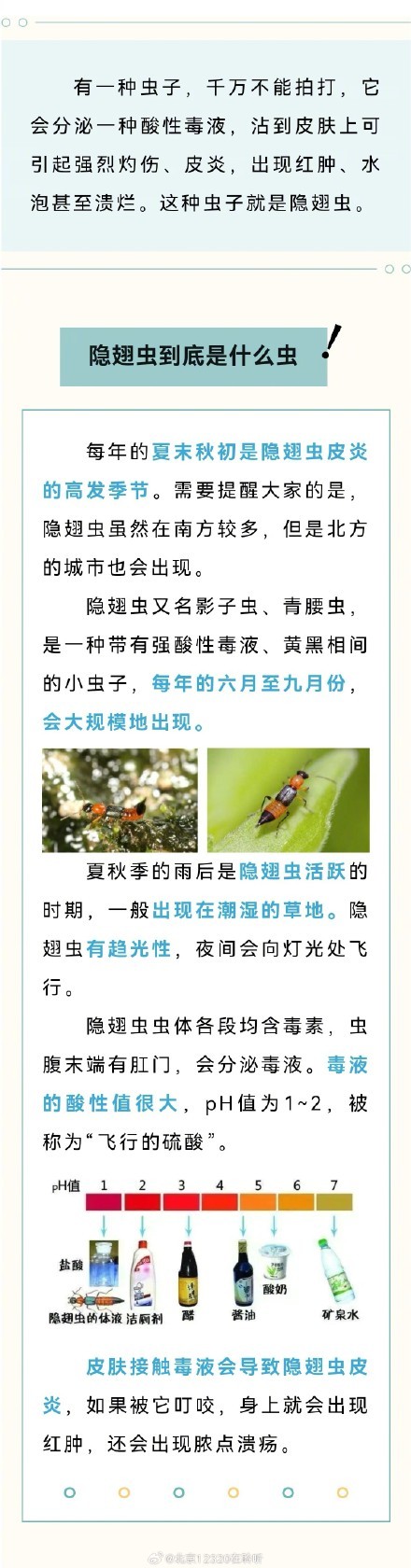 隐翅虫：会飞的“强酸炸弹”