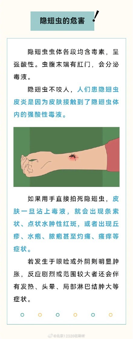 隐翅虫：会飞的“强酸炸弹” 千万别拍
