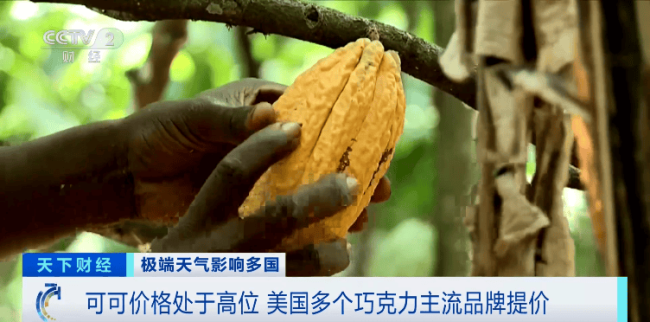 巧克力巨头集体宣布涨价 可可价格飙升所致