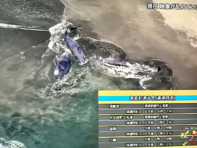 日本海啸 多条抹香鲸集体搁浅