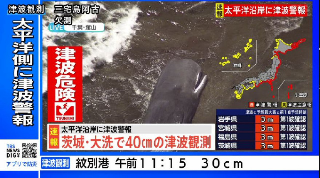日本海啸 多条抹香鲸集体搁浅