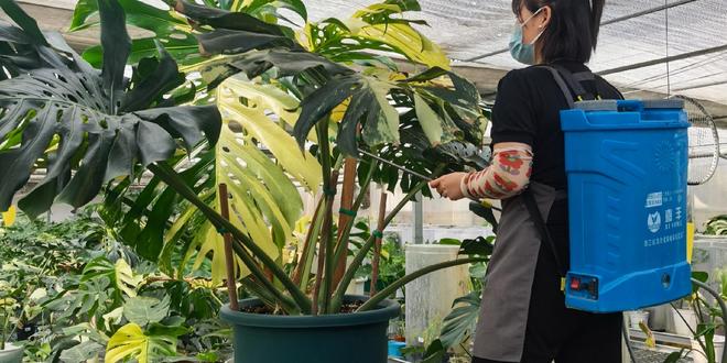 一座温带城市 想成为中国“热植之都”