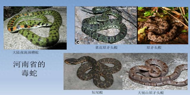 转扩！河南公布31家配备抗蛇毒血清医院名单