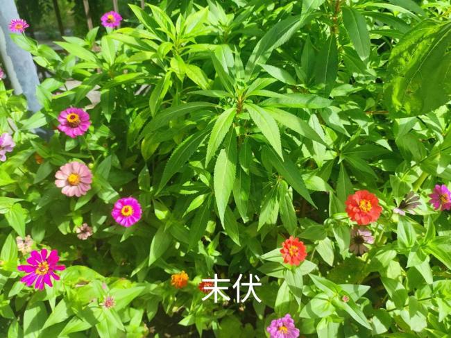 明日三伏最后一天，最不能做这5件事 末伏养生有讲究