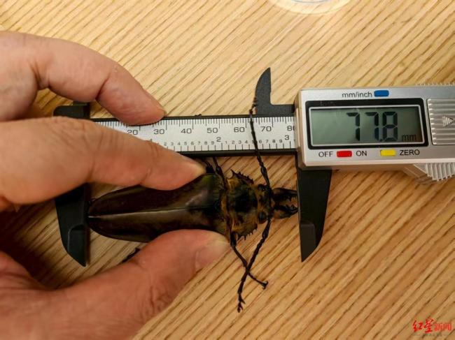 云南哀牢山发现西南地区“最大天牛” 刷新高海拔分布记录