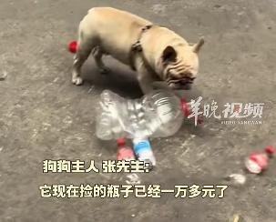 没有一口狗粮是白吃的！一小狗捡瓶子为主人攒下万元“存款”